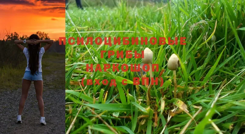 Псилоцибиновые грибы Magic Shrooms  Болотное 